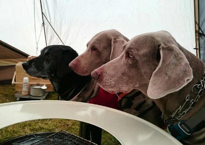 キャンプを楽しむ犬たち