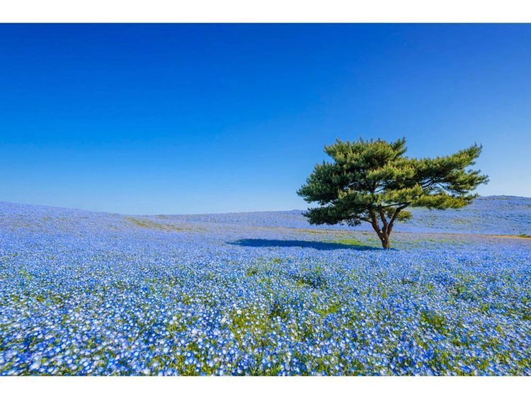 お花畑 __________2016-03-30_17.47.17.jpg