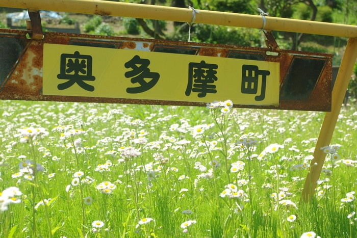 奥多摩の花畑