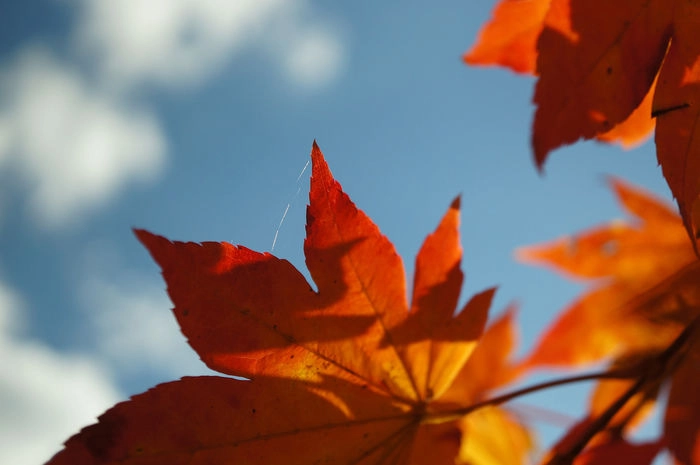 真っ赤な紅葉