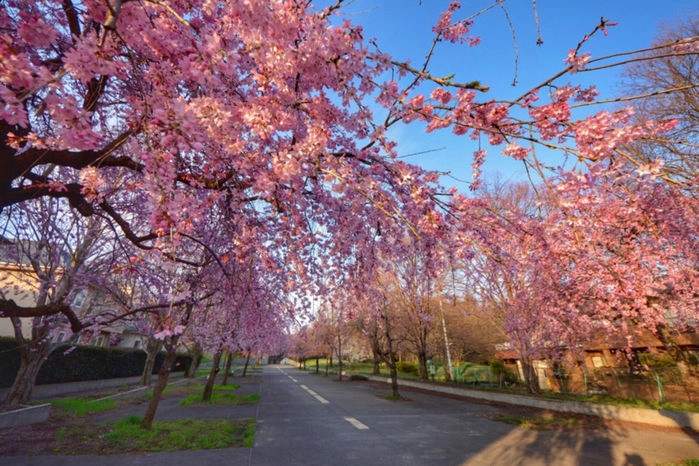 桜並木の道路