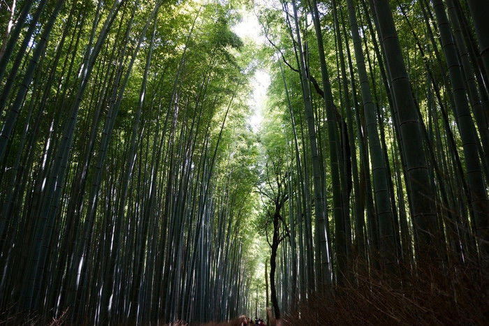 竹林の小径(こみち)