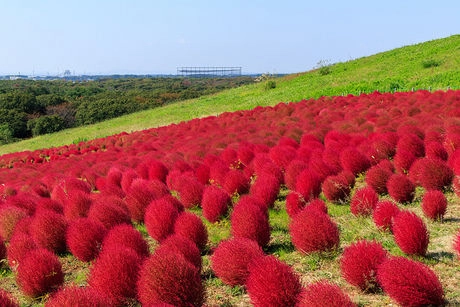 国営ひたち海浜公園一面に広がるコキア