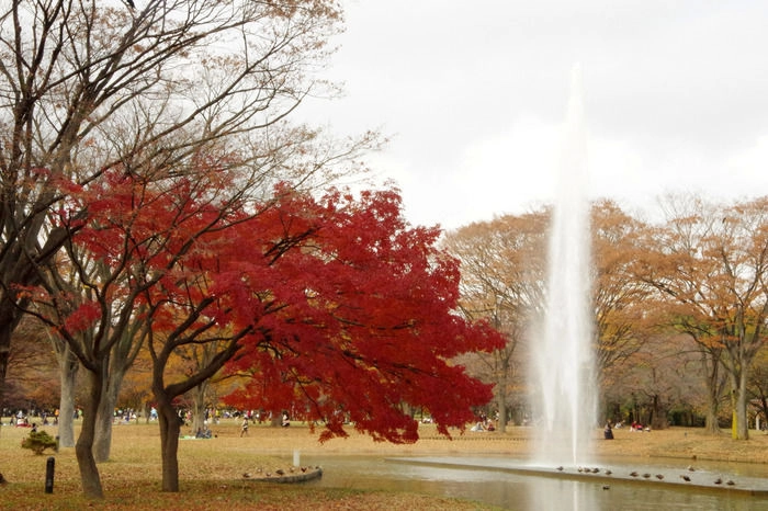 代々木公園の紅葉