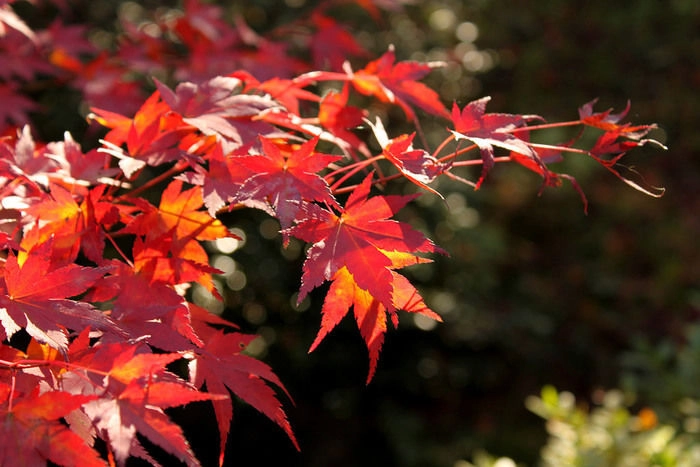 紅葉したもみじのアップ