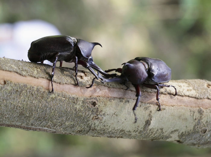 木にとまる2匹のカブトムシ