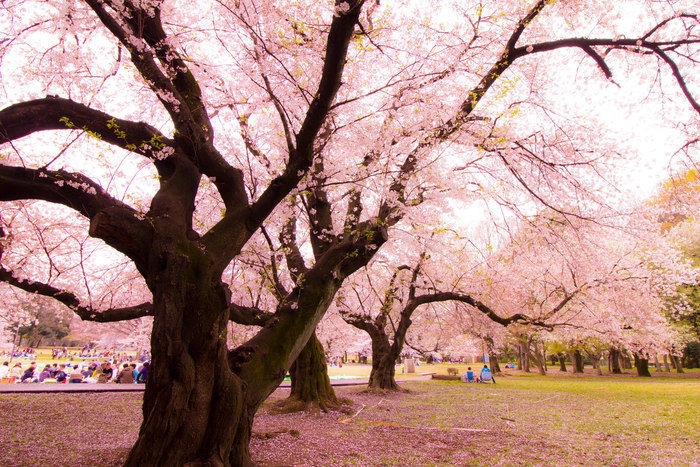 砧公園の桜の木