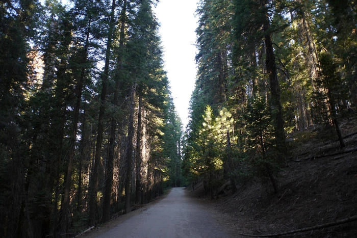 八ヶ岳山麓の山道