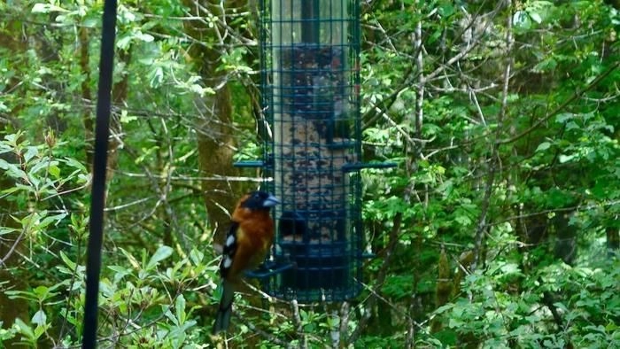 ポートランド「野鳥の楽園」の野鳥