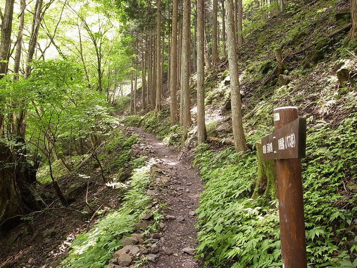 川苔山の山道