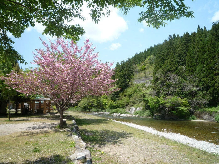 板取川三ツ石オートキャンプに咲く桜