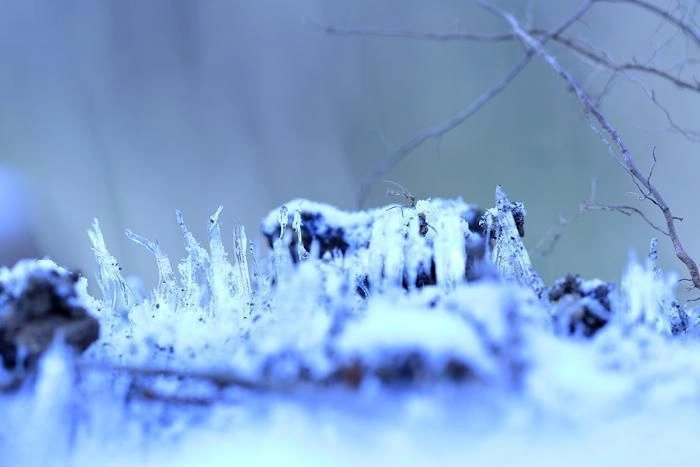 切り株にできた霜柱
