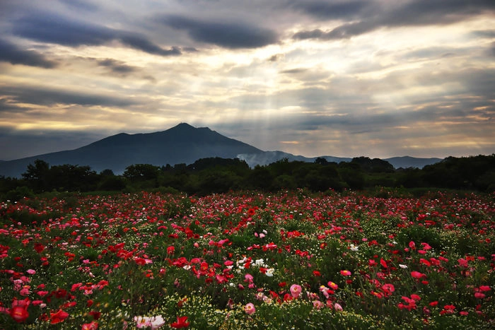 筑波山と花畑