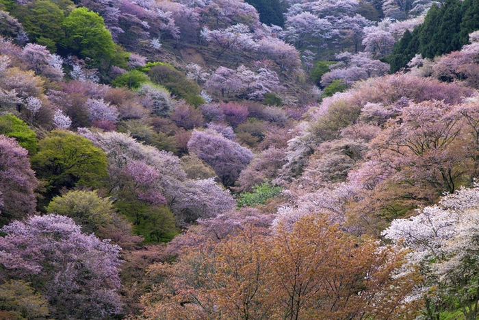 山に咲いている桜の木々