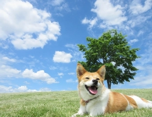 いつでも一緒に、愛犬とキャンプ!見た目も可愛い犬用アイテム
