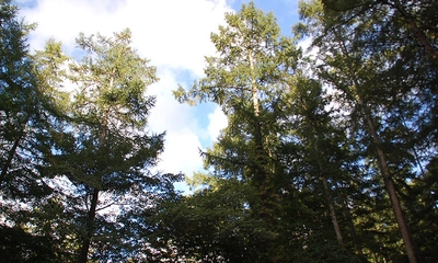 皇海山キャンプフォレストで自然を満喫！キャンプデビューにおすすめ