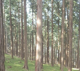 奈良のヘそ!黒滝村「みよしのオートキャンプ場」で自然を満喫!