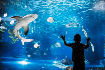 いつもよりちょっぴり非日常な世界へ…水族館に泊まろう♪