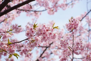 一足早く予約を!桜の下でお花見キャンプ♪コテージおすすめ3選