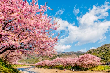 河津桜を見に行くならこのキャンプ場がおすすめ!一足先にお花見がしたい!