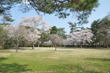 「福岡ローマン渓谷オートキャンプ場」はお花見キャンプに最適