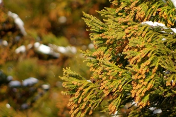 花粉対策は万全!?春キャンプを楽しむための3つのポイント