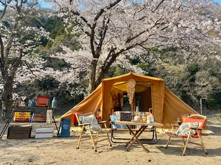 台風19号の猛威にも負けなかった桜!来年こそは上小川レジャーペンションへ