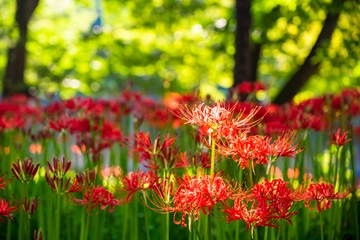 巾着田の魅力を紹介！川遊び・バーベキュー・ハイキングを楽しもう