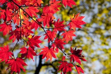 前坂キャンプ場を解説!川遊びやお花見、紅葉も楽しめる!