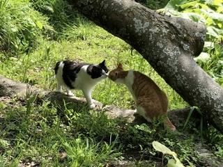 犬猫34匹に会える千葉のオートキャンプ場「花はなの里」。ファン続出の理由を体感【取材】