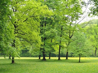 千葉県成田市にある「坂田ヶ池総合公園キャンプ場」を解説!