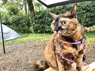 猫連れキャンパーに独占取材！次に挑戦してみたい愛猫とのキャンプ