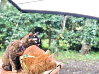 愛猫と一緒にキャンプに出かけよう!実際に行ってみて分かったコト〜準備編〜【#猫キャン】