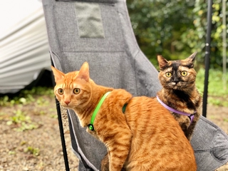 愛猫と一緒にキャンプに出かけよう!実際に行ってみて分かったコト【#猫キャン】