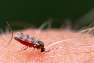 ヌカカとは?刺されない対策や刺されたときの応急処置も紹介