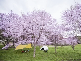 お花見できるキャンプ場7選!桜の名所〜ライトアップされる人気スポットまで幅広くお届け