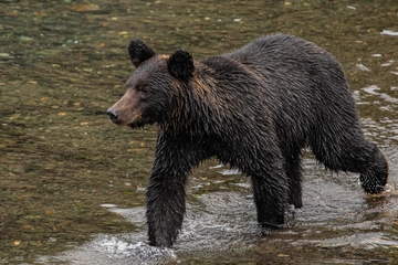 キャンプ場でのクマ対策!遭遇しないためには?もし出没したときは?
