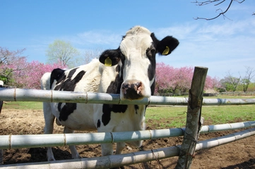 関東の牧場おすすめ18選！観光やデートにもぴったりのスポットを紹介