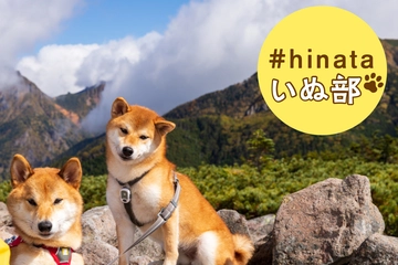 【#hinataいぬ部推薦】関東から九州まで、犬連れにおすすめの山10選