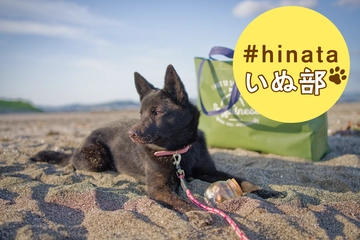 愛犬と海デビュー！千葉・館山の無人島、沖ノ島で「ビーチコーミング」が楽しい