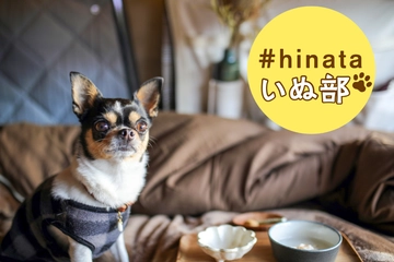 【チワワとキャンプ】寒さと音は苦手！愛くるしい瞳で魅了する魔性のワンコ