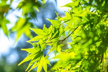 「等々力渓谷公園」の魅力教えちゃいます！自然豊かでまったりデートにおすすめ！