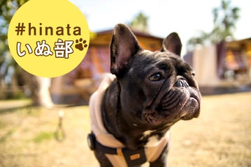 【フレンチブルドッグとキャンプ】中に人が入ってる！？人間くささがたまらないブヒ系天使