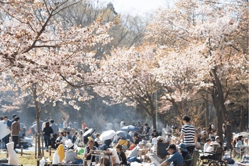 【関東】桜が見られるキャンプ場おすすめ19選！お花見とキャンプを楽しもう