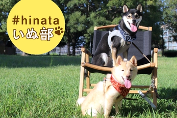 【柴犬とキャンプ】ニーッと笑う顔やツンデレな性格にほっこり。夫婦×柴犬キャンプをレポ！