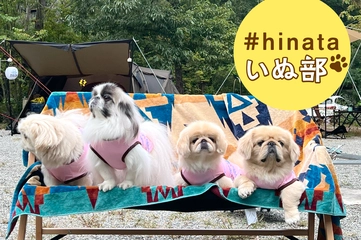 【ペキニーズとキャンプ】マイペースだけど社交的！？モフモフ天国な「ペキグルキャンプ」