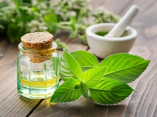 ハッカ油を使った「置き型虫よけ」のつくり方！ゴキブリや蚊の対策に