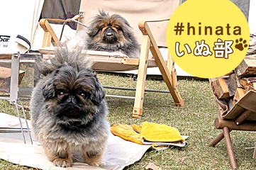 【ペキニーズとキャンプ】2匹いれば癒やしは倍以上！魅惑の多頭連れキャンプ