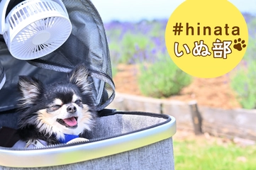 夏の犬連れキャンプ必見！みんなの暑さ・虫除け対策を聞きました