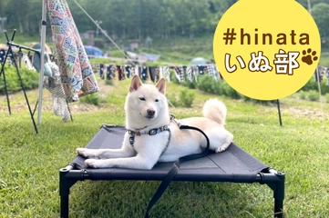 犬連れキャンパーがガチで愛用！ドッグコット＆キャリー人気ランキング